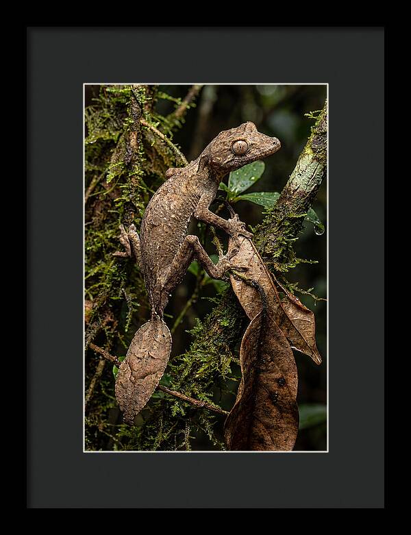 Leaf Tailed Gecko Camouflage