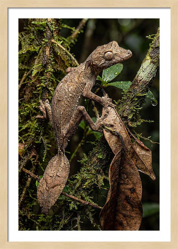 Leaf Tailed Gecko Camouflage