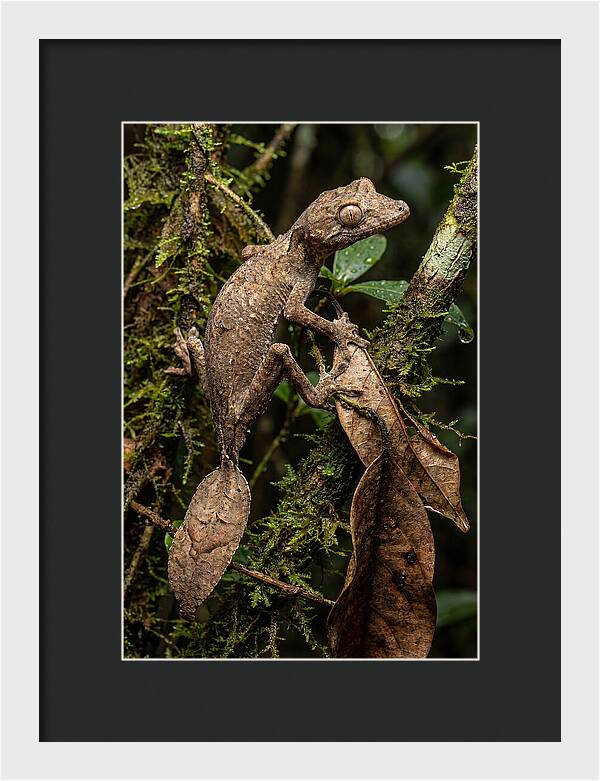 Leaf Tailed Gecko Camouflage