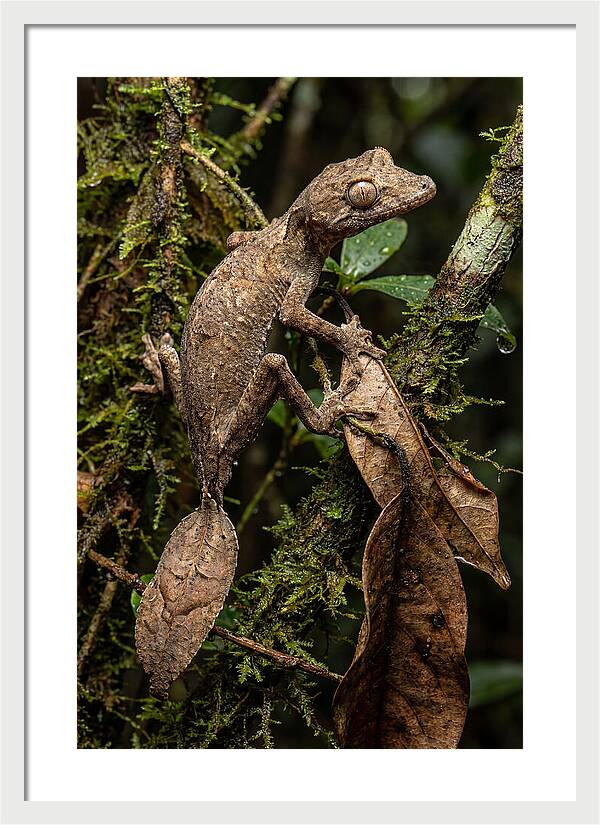 Leaf Tailed Gecko Camouflage