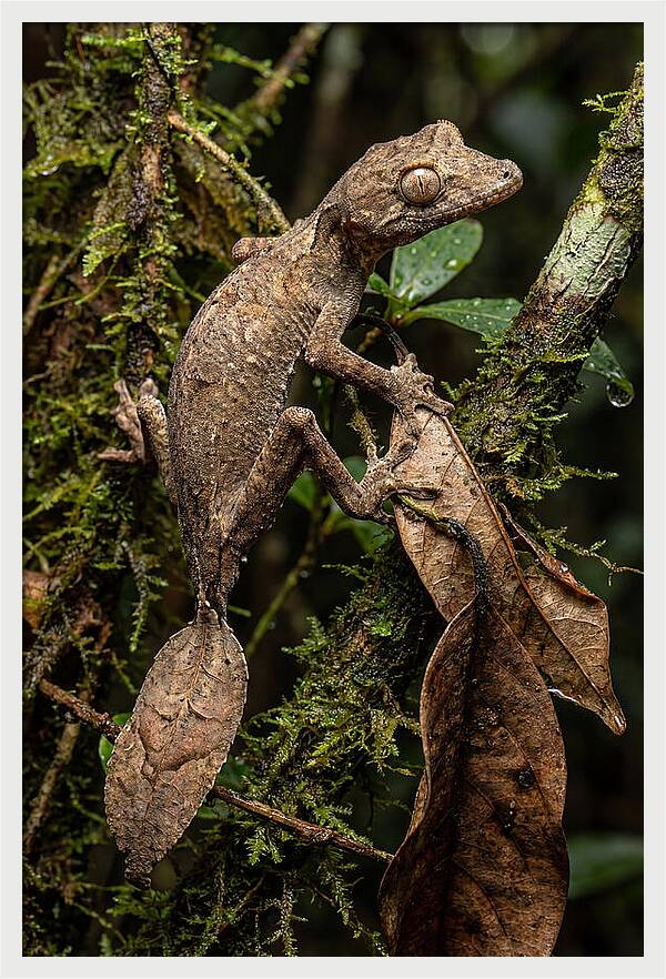 Leaf Tailed Gecko Camouflage
