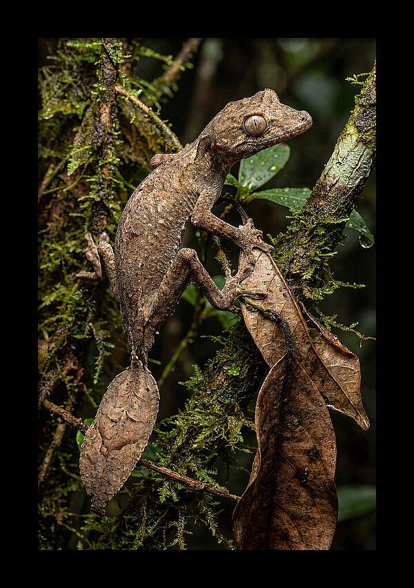 Leaf Tailed Gecko Camouflage