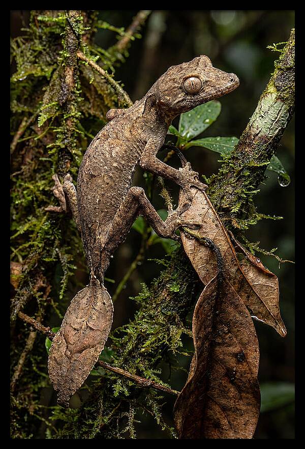 Leaf Tailed Gecko Camouflage