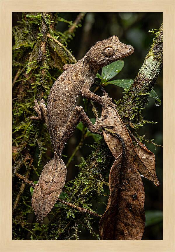 Leaf Tailed Gecko Camouflage