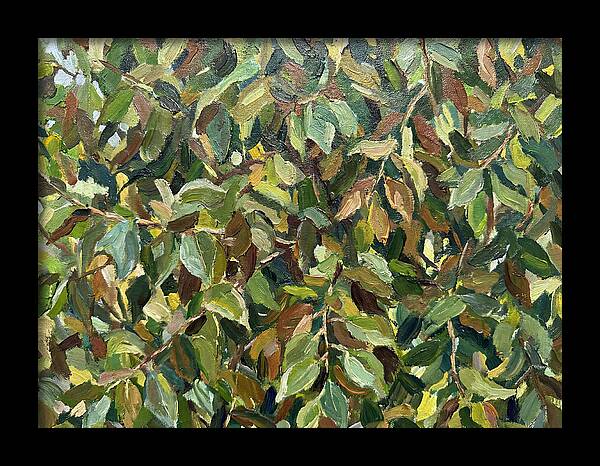 Leafy Canopy In Nature