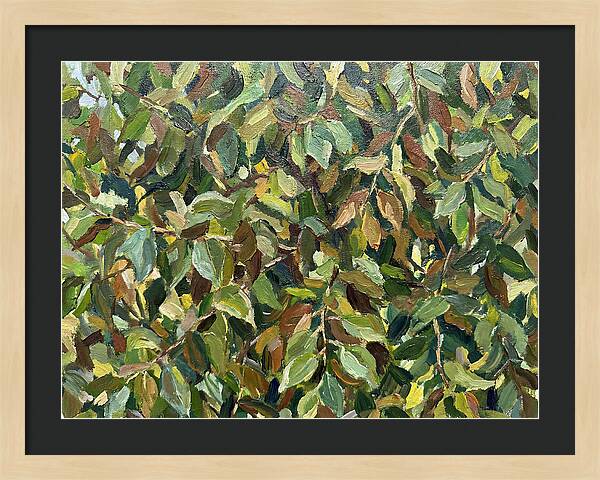 Leafy Canopy In Nature