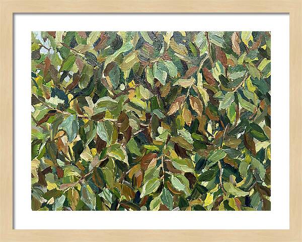 Leafy Canopy In Nature