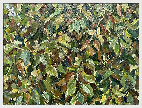 Leafy Canopy In Nature