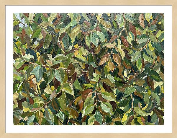 Leafy Canopy In Nature