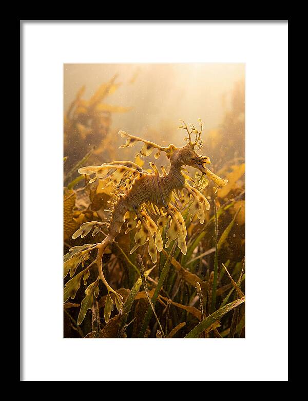 Leafy Sea Dragon Elegance