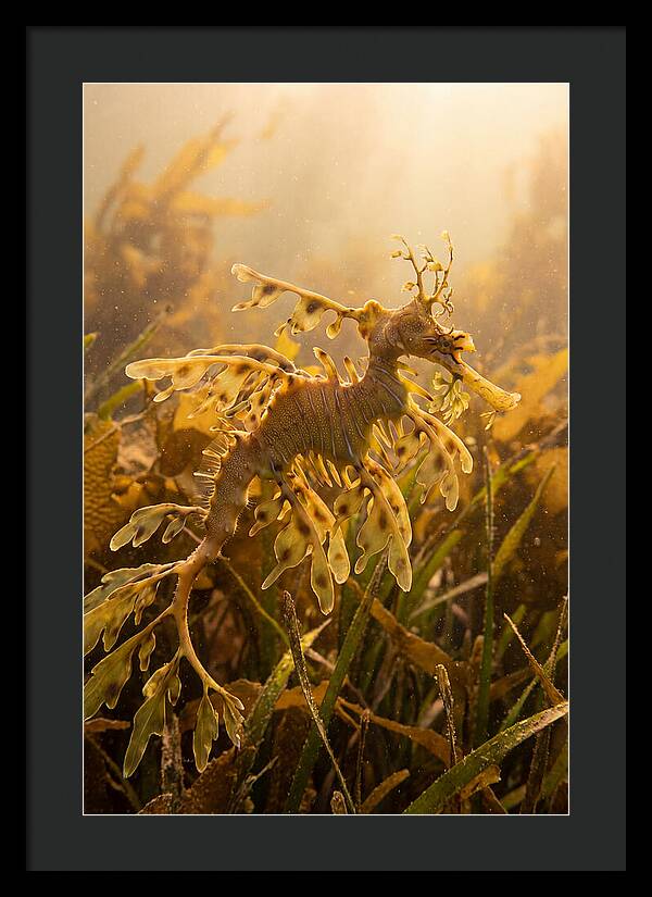 Leafy Sea Dragon Elegance
