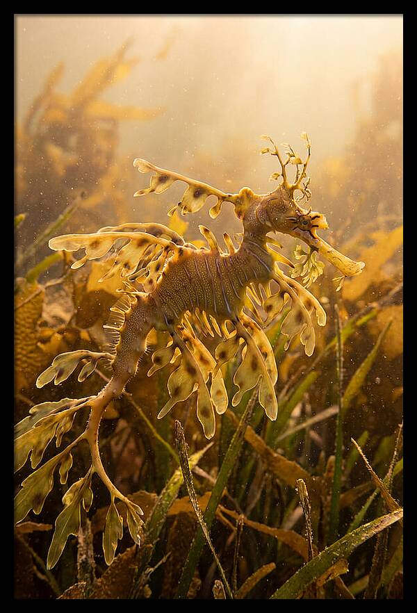 Leafy Sea Dragon Elegance