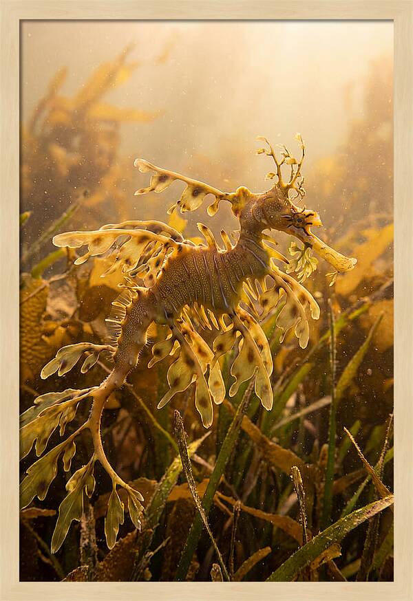 Leafy Sea Dragon Elegance