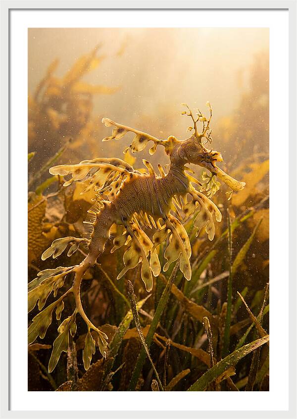Leafy Sea Dragon Elegance