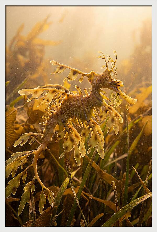 Leafy Sea Dragon Elegance