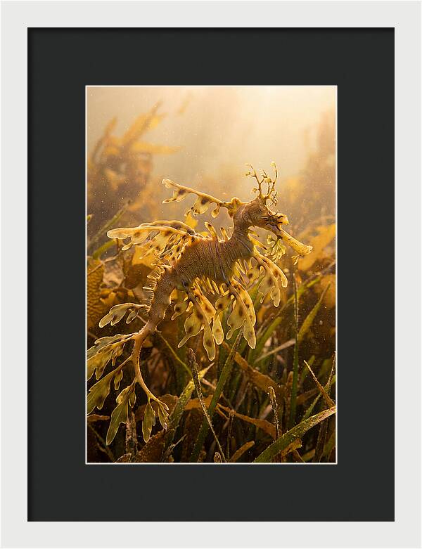 Leafy Sea Dragon Elegance