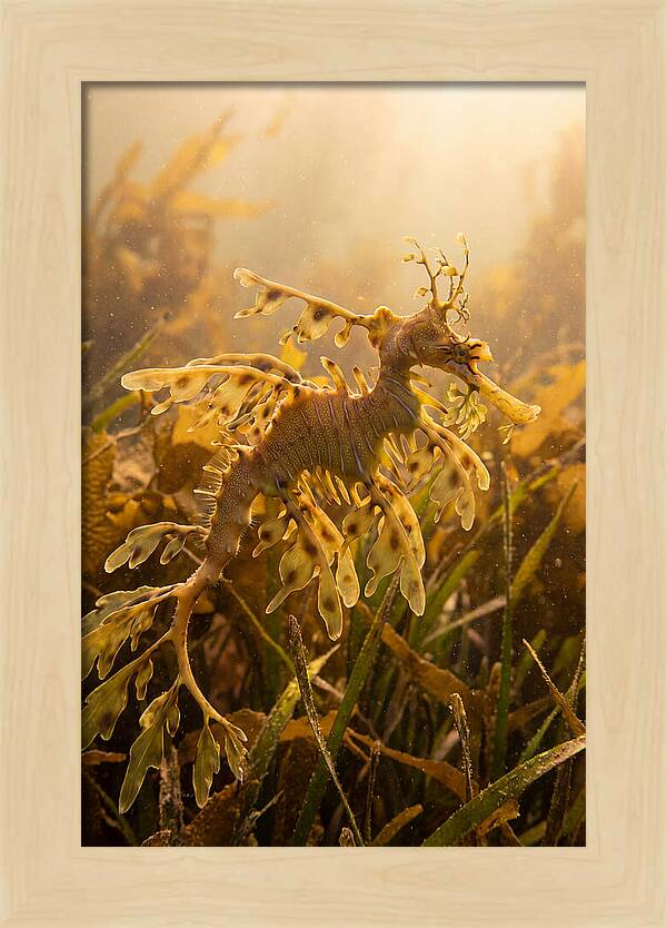 Leafy Sea Dragon Elegance