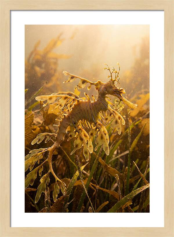 Leafy Sea Dragon Elegance