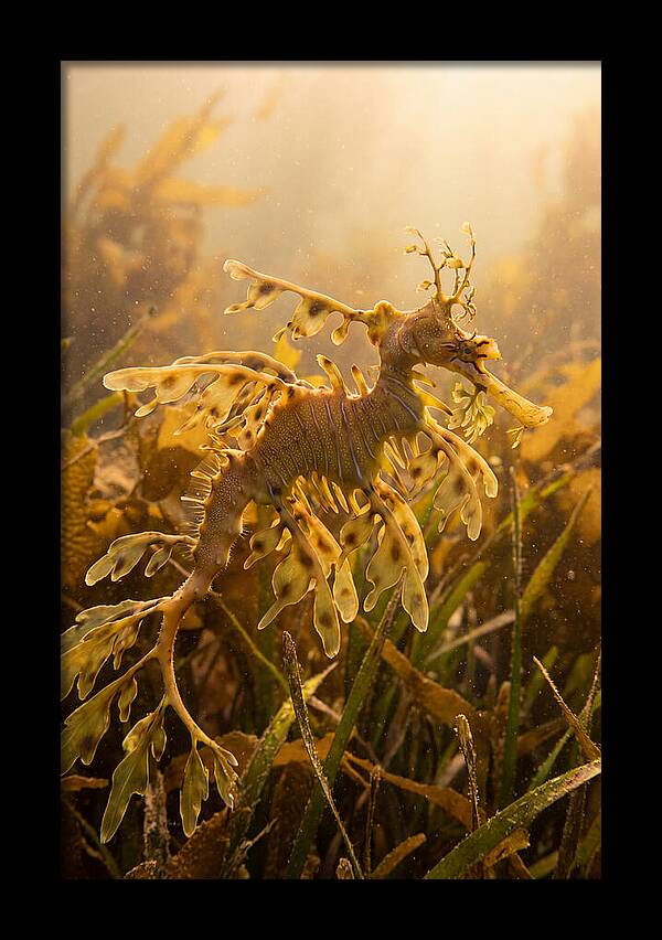 Leafy Sea Dragon Elegance