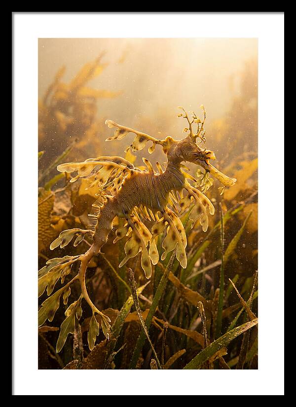 Leafy Sea Dragon Elegance