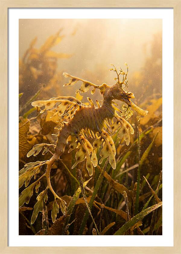 Leafy Sea Dragon Elegance