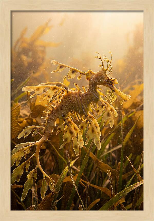Leafy Sea Dragon Elegance