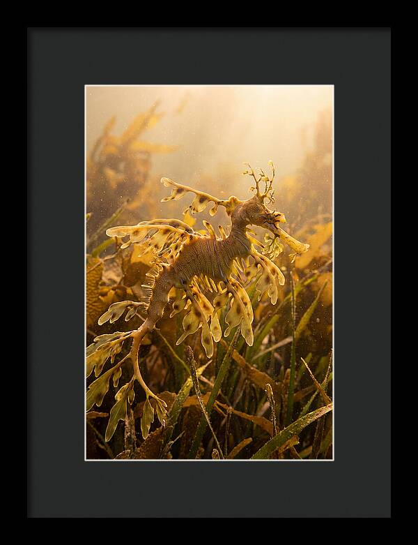 Leafy Sea Dragon Elegance