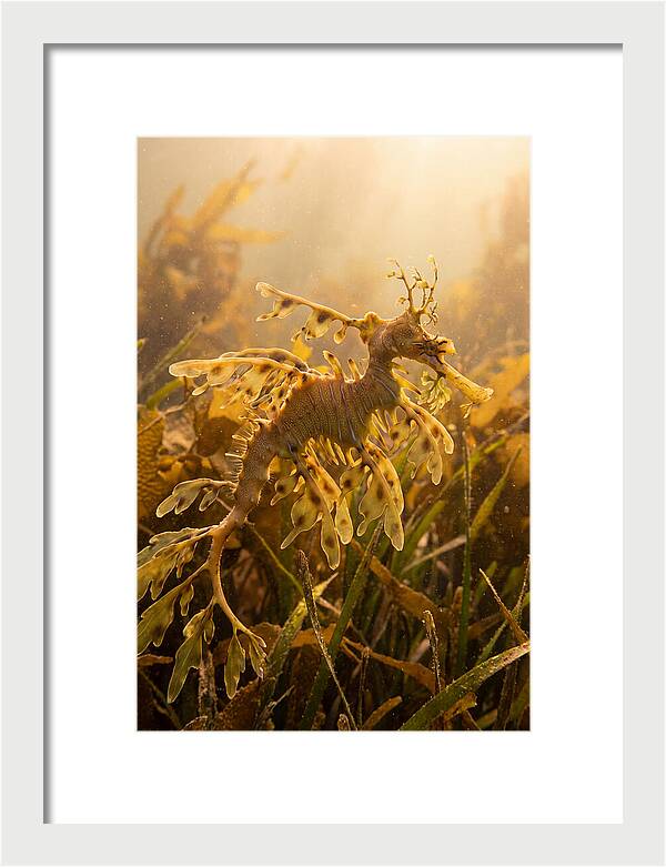 Leafy Sea Dragon Elegance