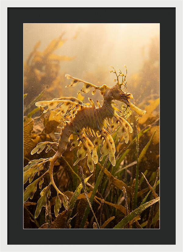 Leafy Sea Dragon Elegance