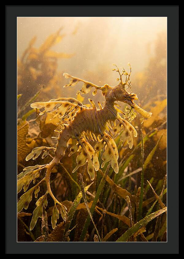Leafy Sea Dragon Elegance