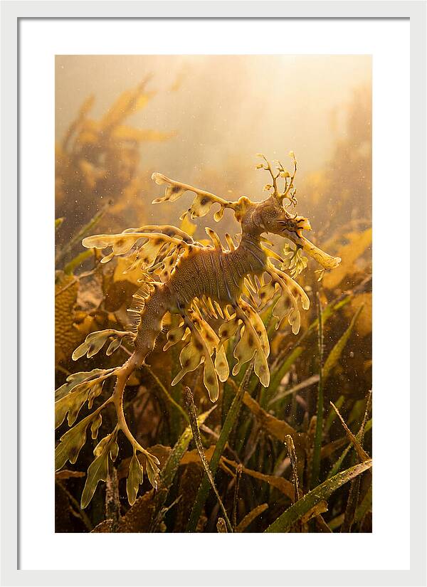 Leafy Sea Dragon Elegance