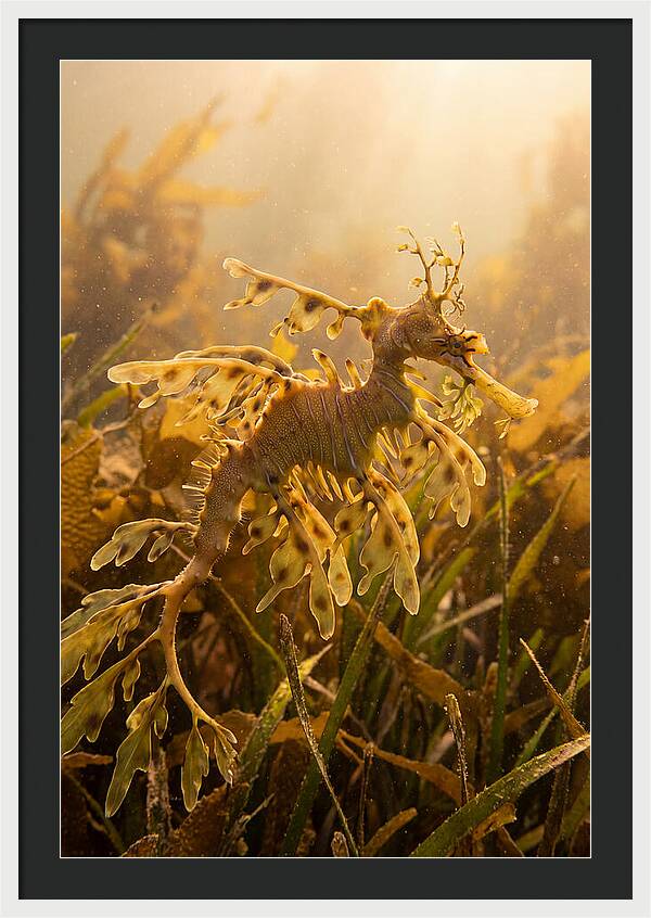 Leafy Sea Dragon Elegance