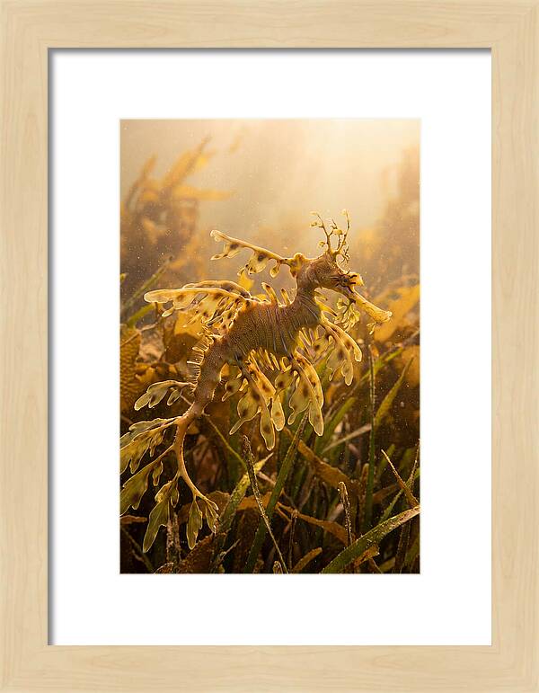 Leafy Sea Dragon Elegance