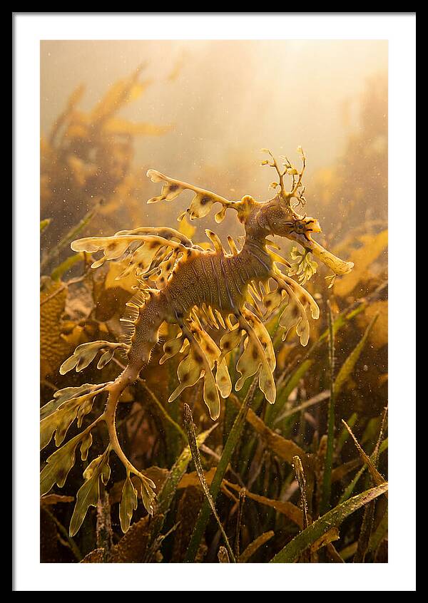 Leafy Sea Dragon Elegance