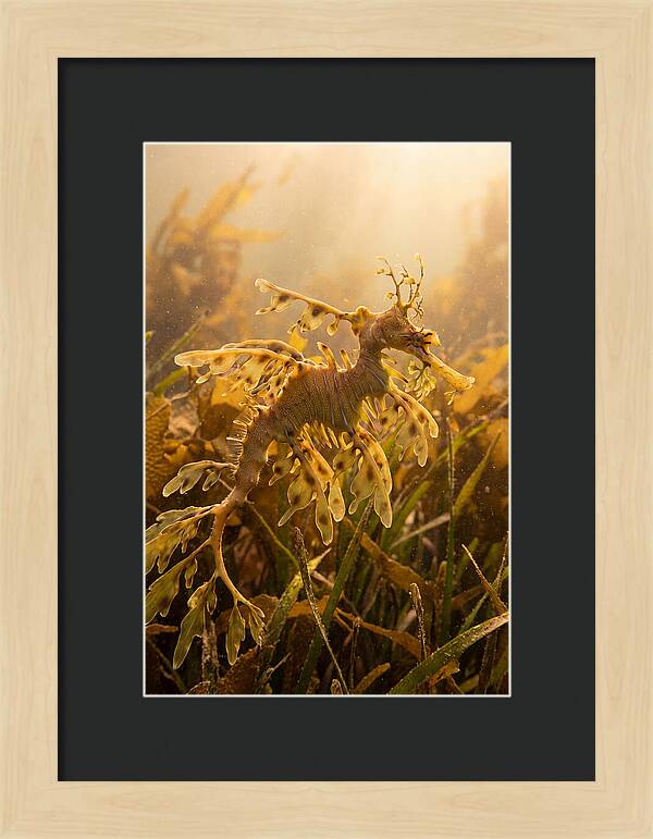 Leafy Sea Dragon Elegance
