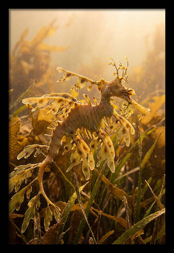 Leafy Sea Dragon Elegance