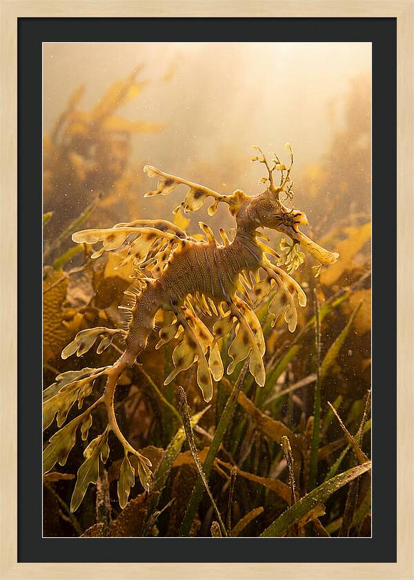 Leafy Sea Dragon Elegance