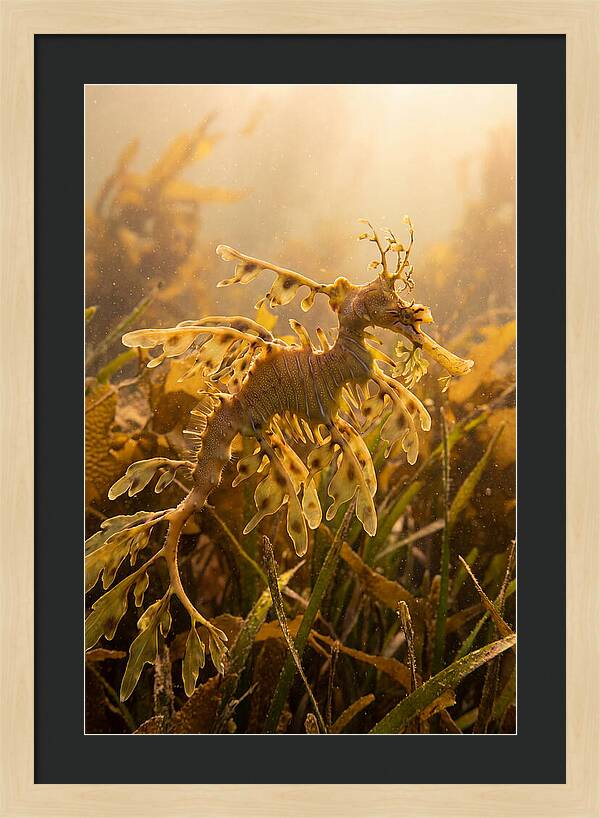 Leafy Sea Dragon Elegance