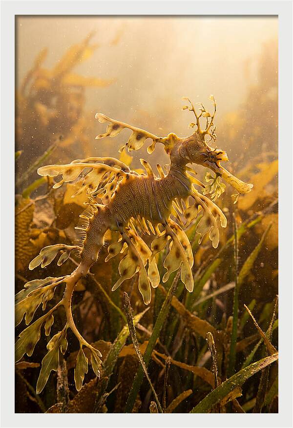 Leafy Sea Dragon Elegance