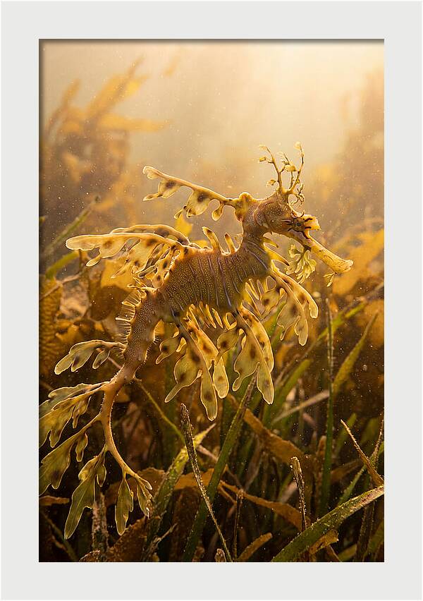 Leafy Sea Dragon Elegance