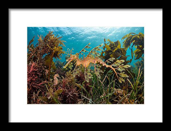 Leafy Sea Dragon In Motion