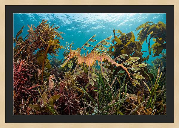 Leafy Sea Dragon In Motion