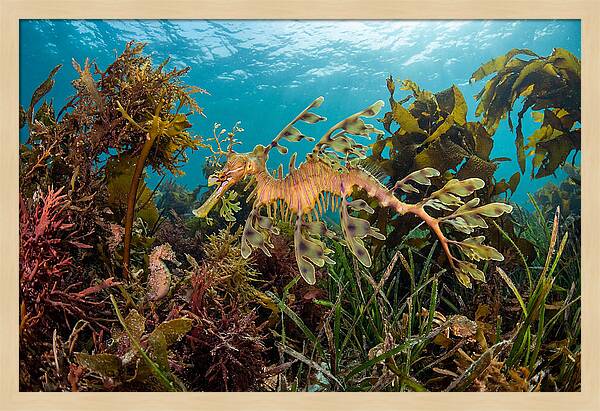 Leafy Sea Dragon In Motion