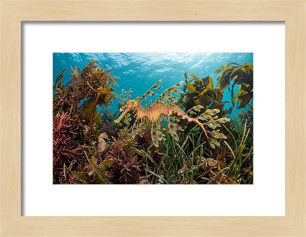 Leafy Sea Dragon In Motion