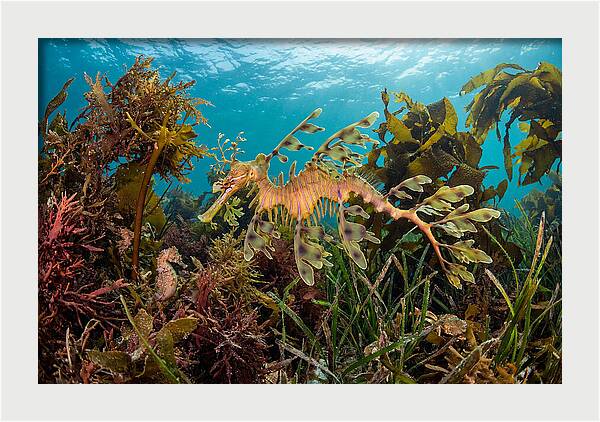 Leafy Sea Dragon In Motion