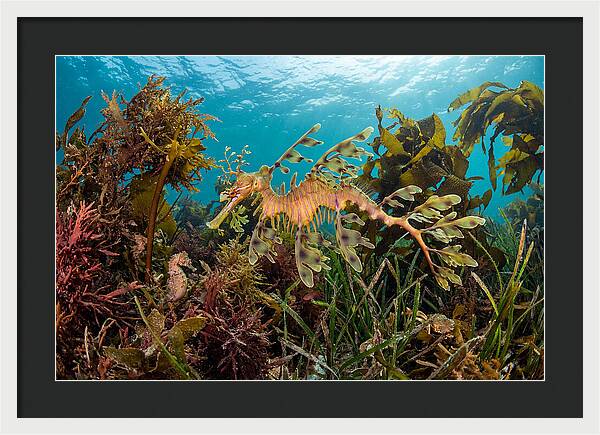 Leafy Sea Dragon In Motion