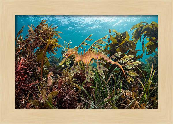 Leafy Sea Dragon In Motion