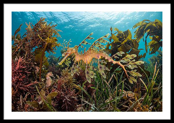 Leafy Sea Dragon In Motion