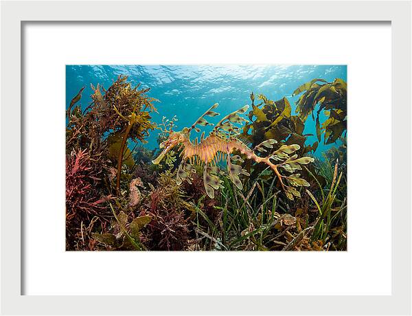 Leafy Sea Dragon In Motion