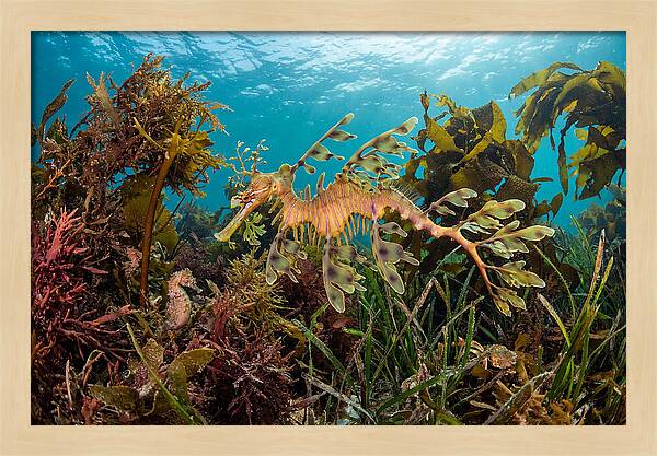 Leafy Sea Dragon In Motion